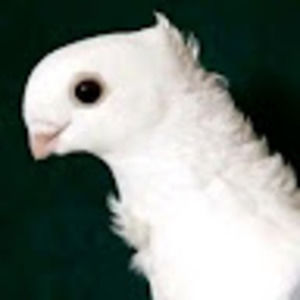 Meet your Posher, Scotta